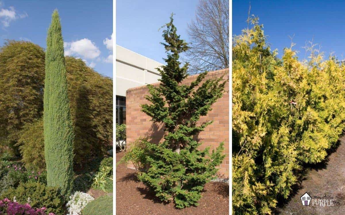 narrow evergreen trees for year-round privacy in small yards