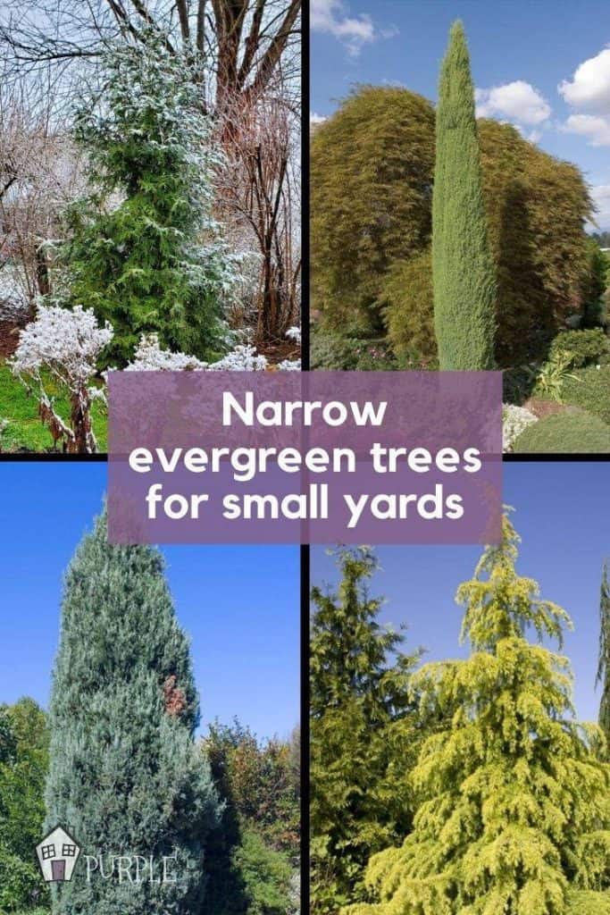 Narrow Evergreen Tree Examples in Grid