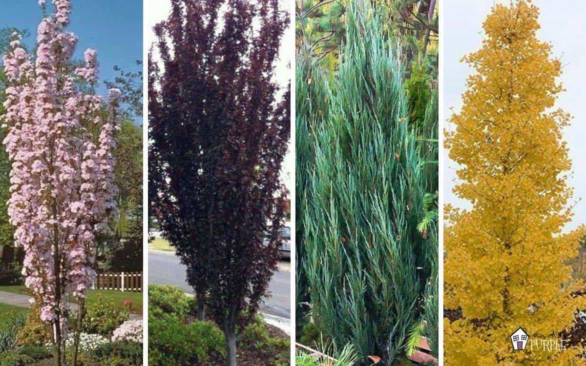 Narrow Trees For Small Yards That Pack A Punch Pretty Purple Door