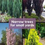 Grid of 4 Narrow Trees for Small Yards - Blue Arrow Juniper, Crimson Pointe Flowering Plum, Japanese Flagpole Flowering Cherry Tree, Forever Goldie Arborvitae