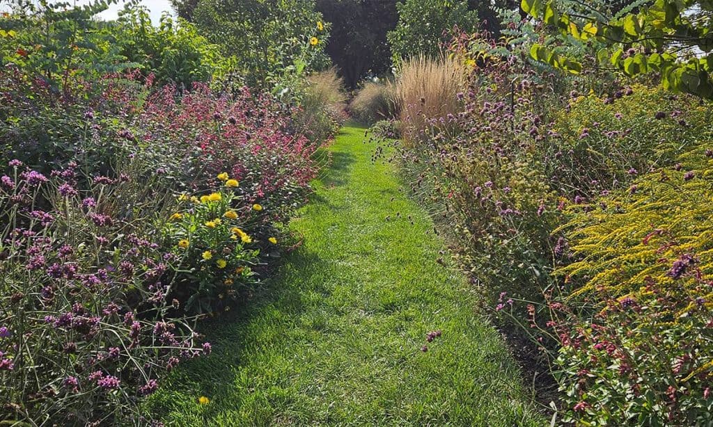 native garden design with purple and yellow fall flowering plants