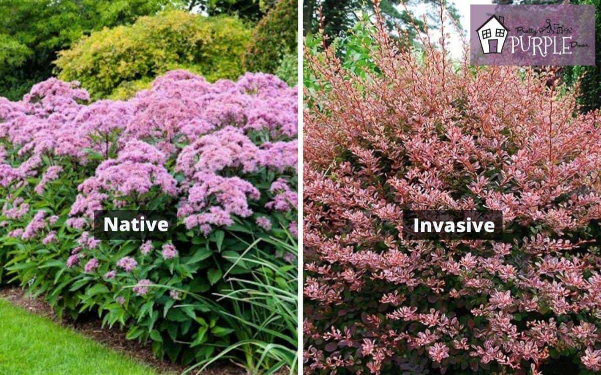 Native vs. Invasive Plants - What's the Difference