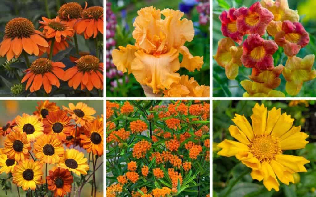 collage of orange flowers for home gardens