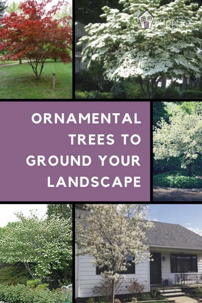 Ornamental Trees to Ground Your Landscape Pin