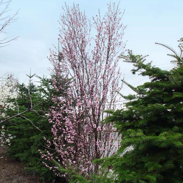 Corinthian Pink Double Flowering Peach Tree

Prunus persica ‘Corinthian Pink'