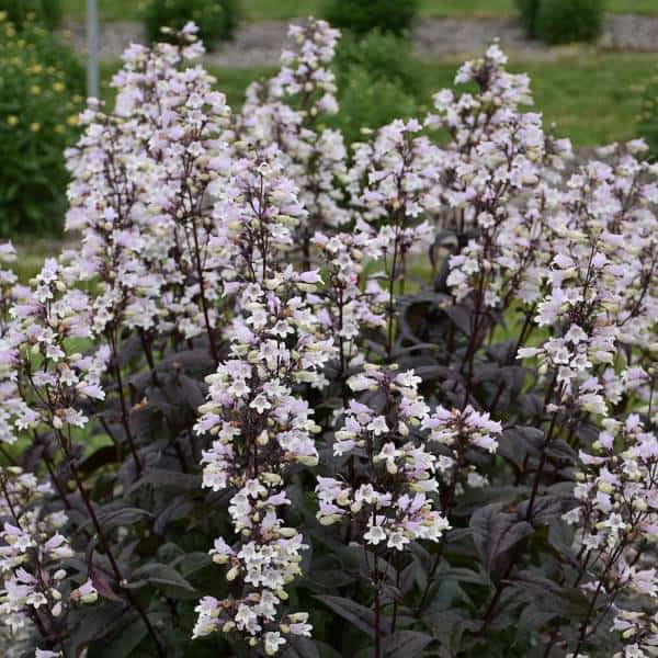 Penstemon 'Onyx & Pearls' penstemon digitalis