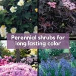 Grid with flowering perennial bushes in blue, pink and yellow.