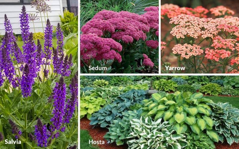 collage of perennial plants