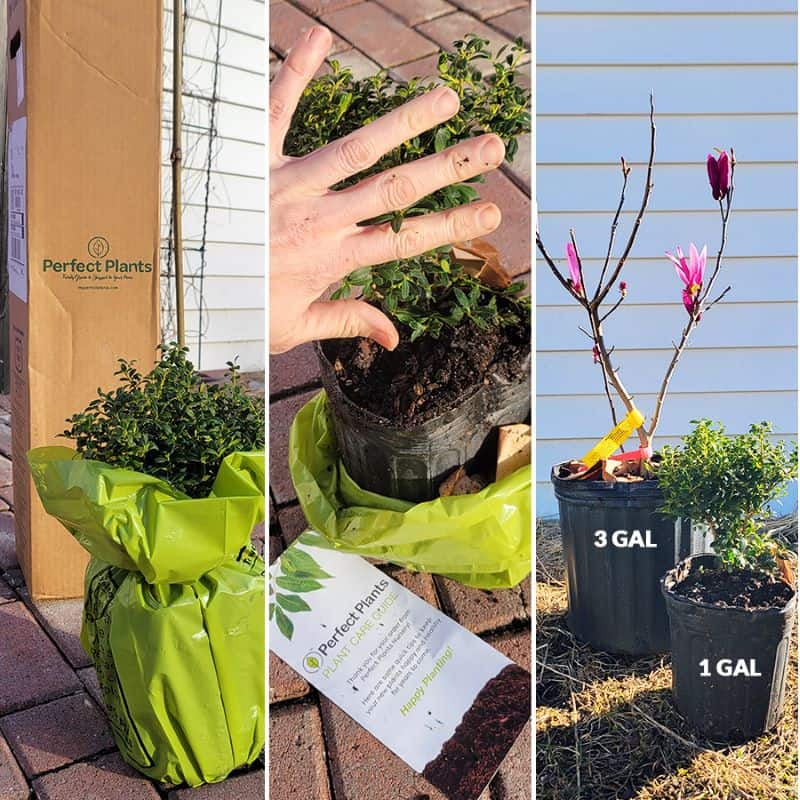 plant in 1 gallon vs 3 gallon pots