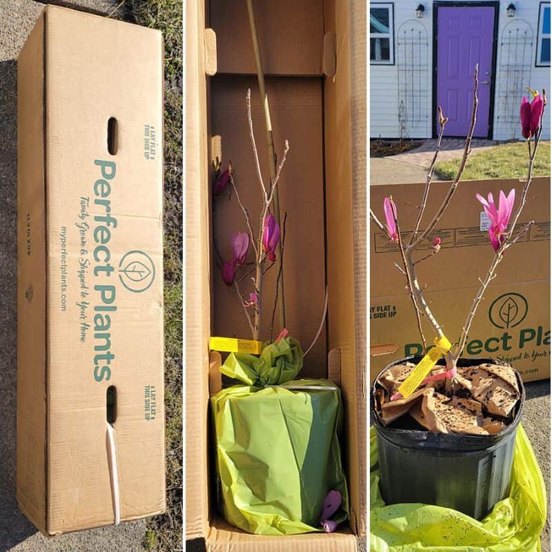 Jane Magnolia tree shipped from online plant nursery