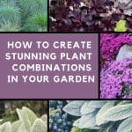 Create plant combinations in your garden