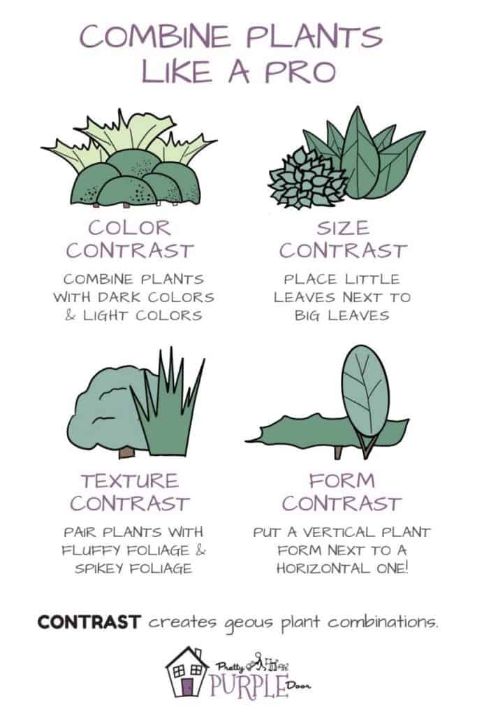 infographic of how to use contrast when combining plants
