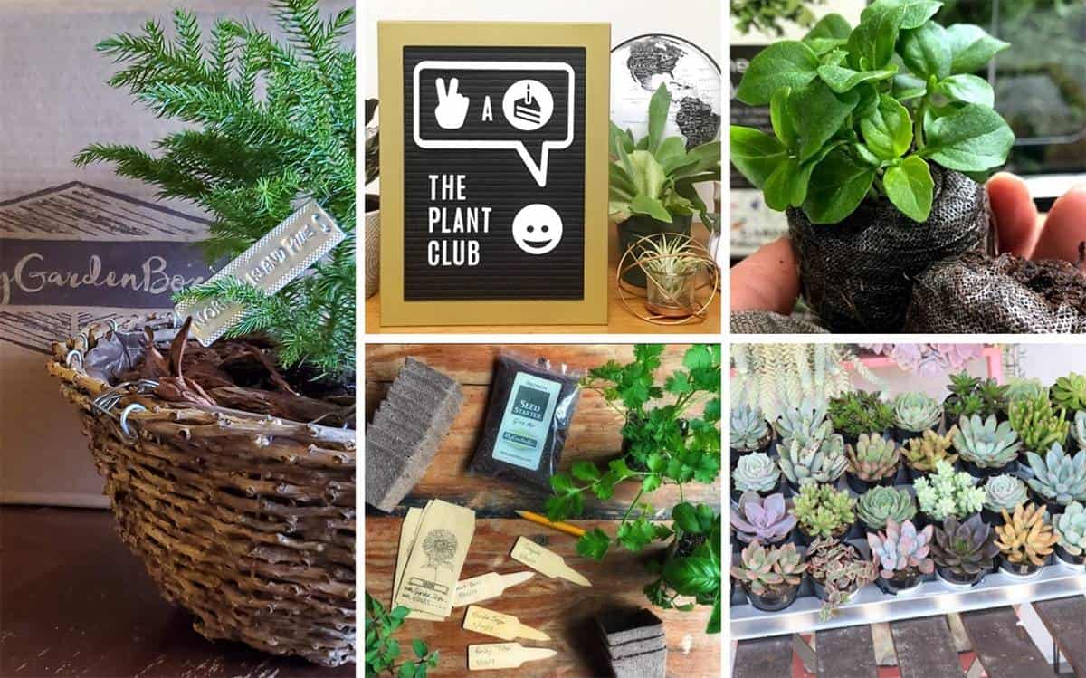 Plant Subscription Boxes