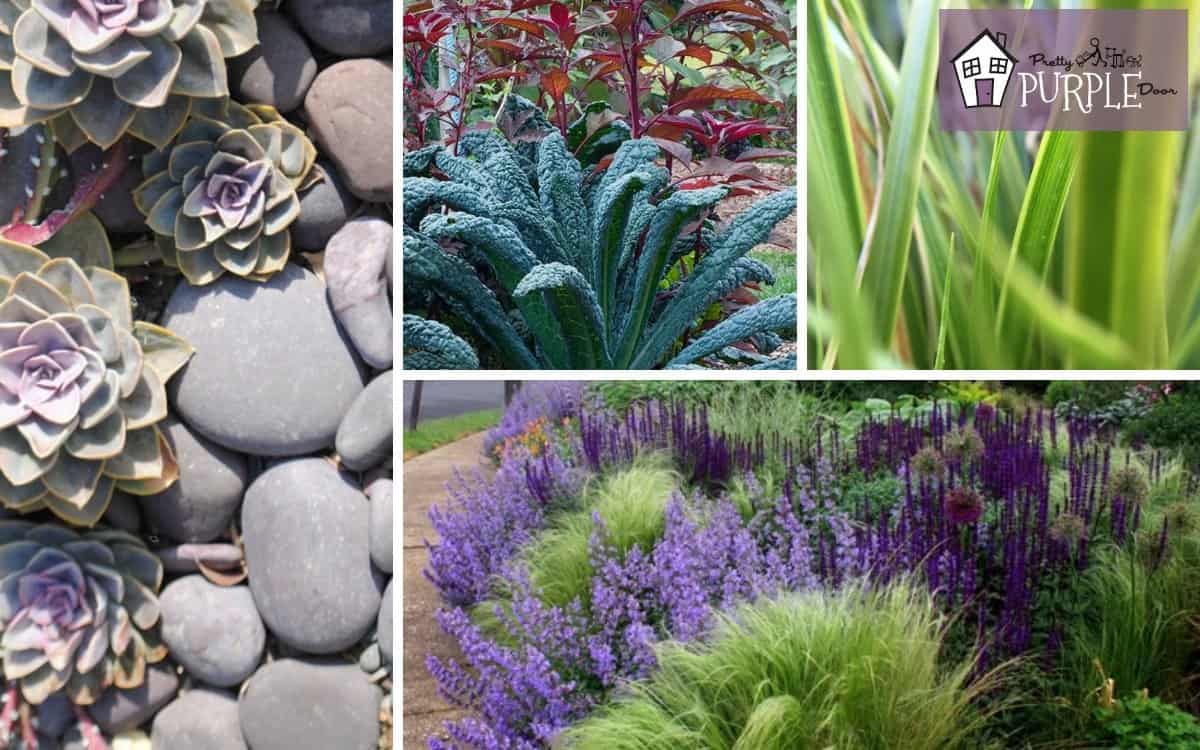 using plant texture for a stand-out garden