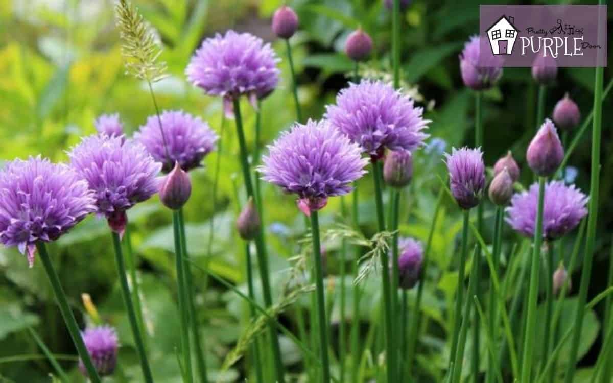 What To Plant With Purple Flowers