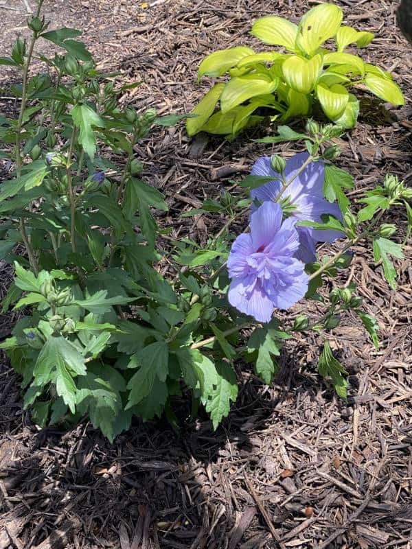 Purchase Plants online - PlantingTree.com