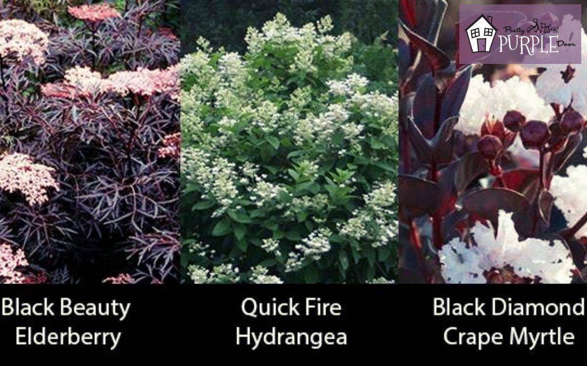 20+ Unique Plants with Burgundy Leaves Showstoppers   Pretty ...
