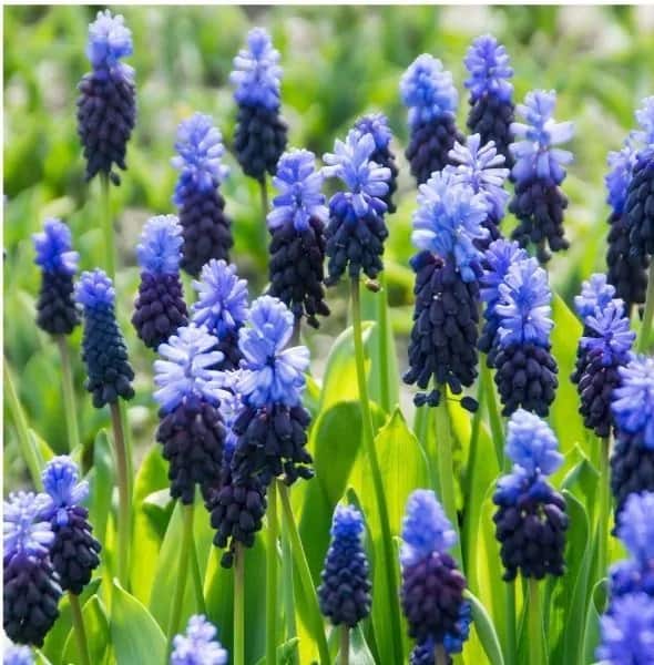 Plants for under pine trees grape hyacinth 