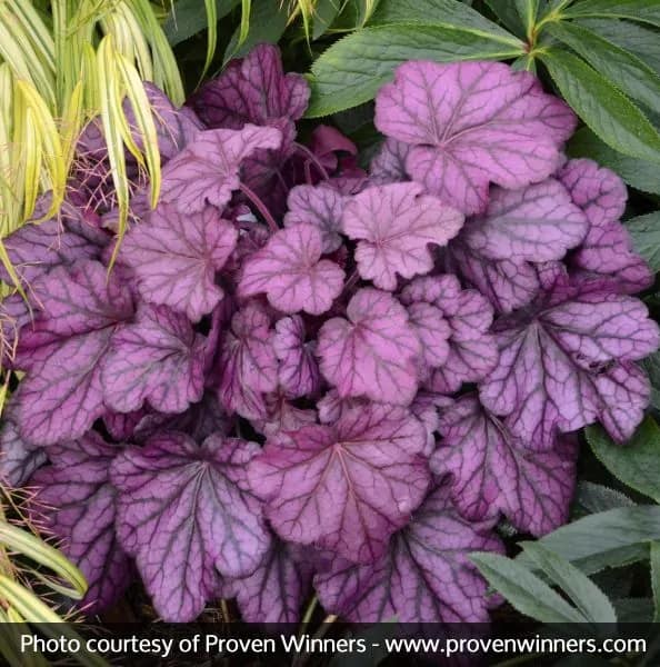 Plants for under pine trees heuchera 'wild rose' coral bells