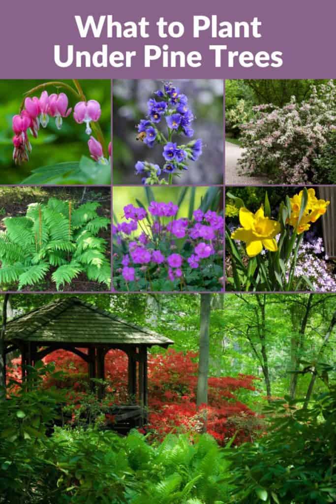 Plants for under pine trees pin image