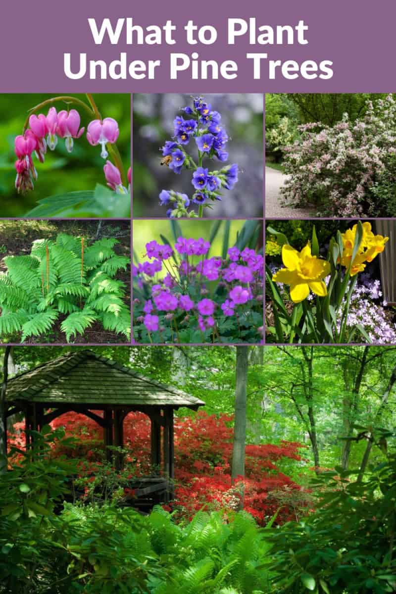 20+ Plants for Under Pine Trees It Doesn’t Have to be a Struggle!