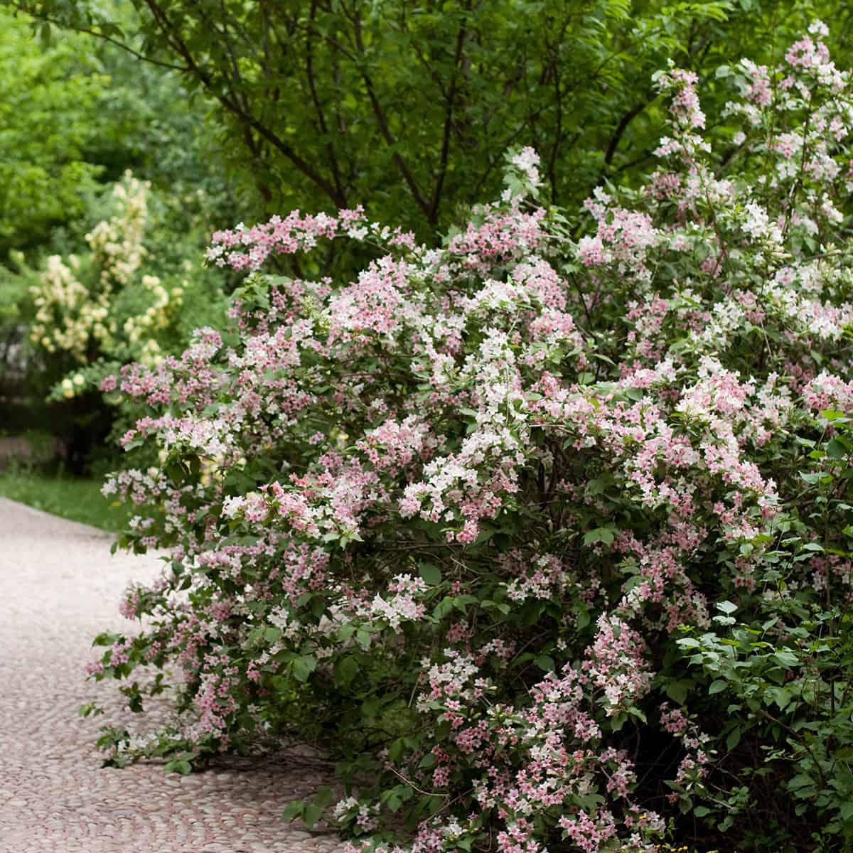 20+ Plants for Under Pine Trees It Doesn’t Have to be a Struggle!