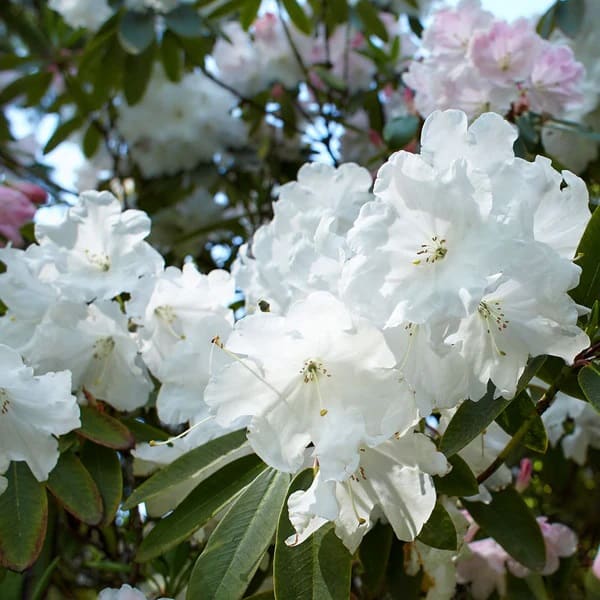 plants for under pine trees white rhododendron
