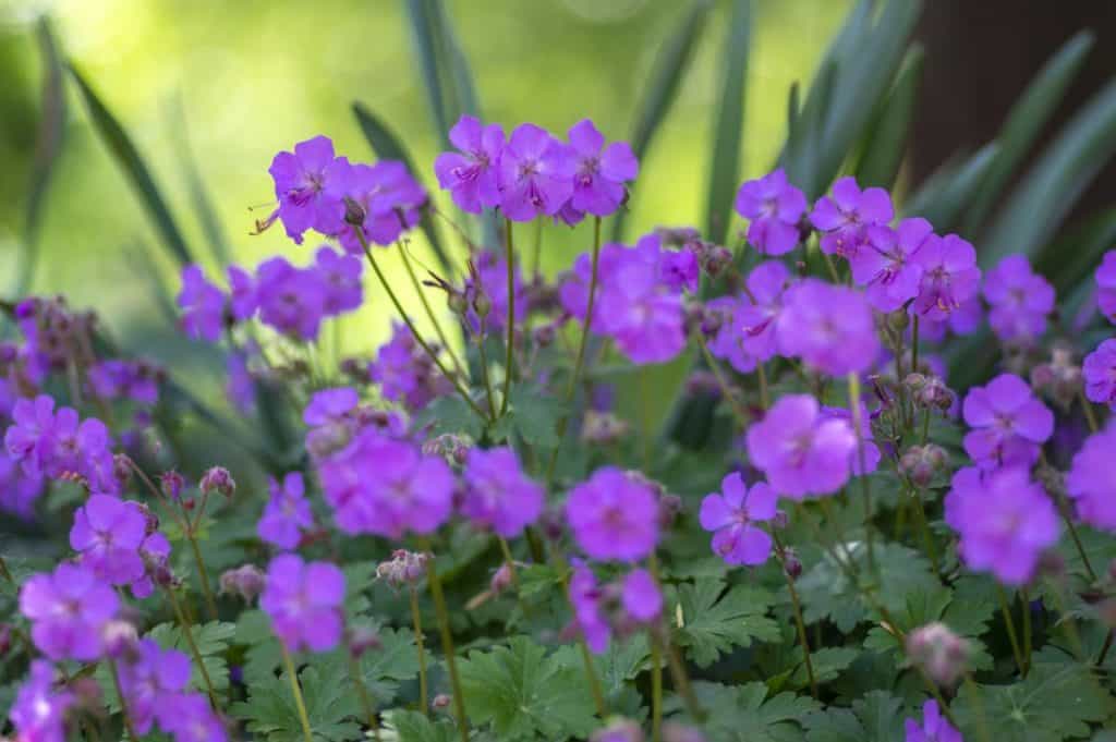 Geranium cantabrigiense karmina flowering plants with buds, group of ornamental pink cranesbill flowers in bloom and buds in the garden, green leaves and stems,