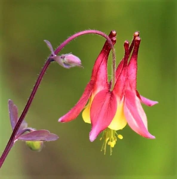 Plants for under pine trees wild columbine