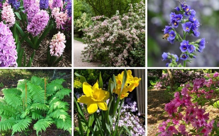 20+ Plants for Under Pine Trees: It Doesn’t Have to be a Struggle!