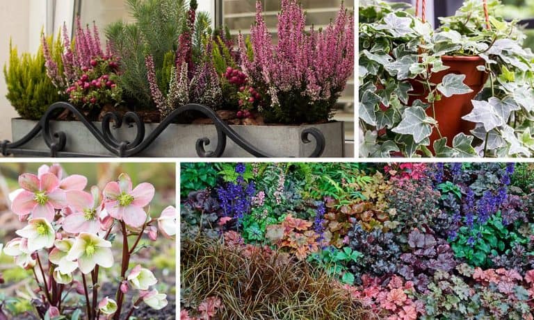 Best Plants for Winter Pots and Containers (Garden Designer’s Guide)