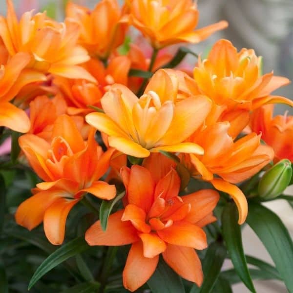 Plants for Under Pine Trees 'Tiny Double You' Asiatic Lily