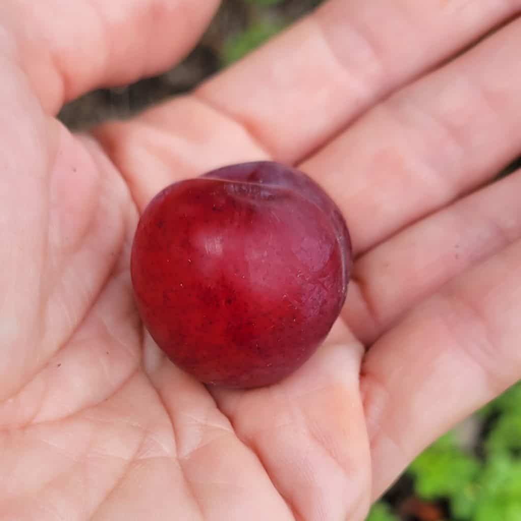 Crimson Pointe Flowering Plum fruit