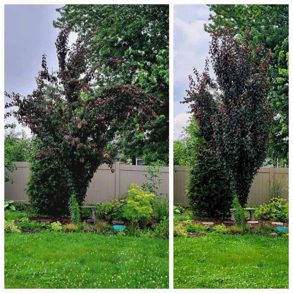 narrow trees for small gardens