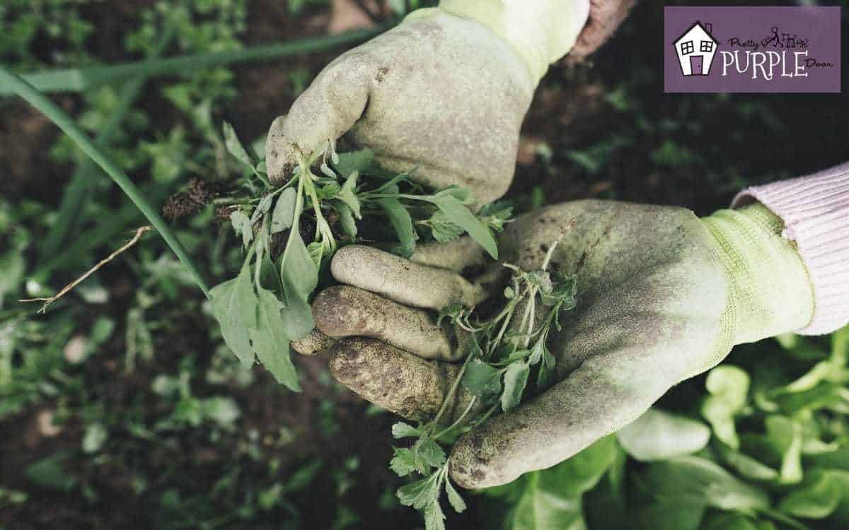 How to prevent weeds from sucking the life out of your garden