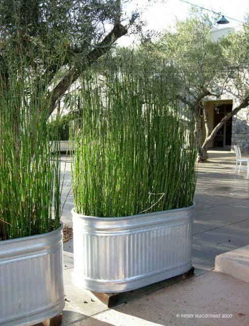 Use a large planter with tall grass to creative privacy from neighbor's deck