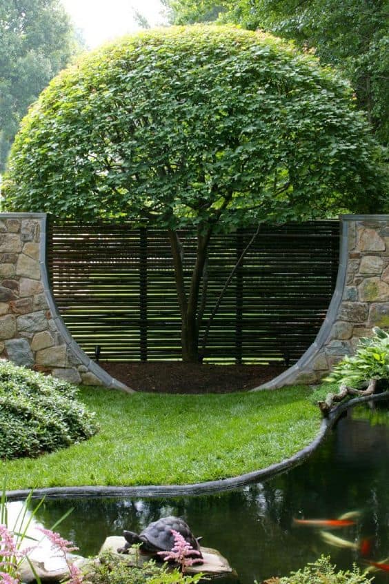 Tree providing privacy above the fenceline