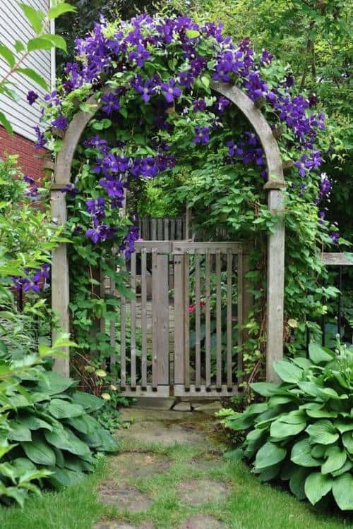 Using vines to create privacy from second story neighbors