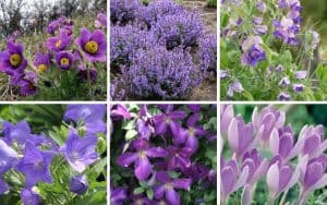 collage of purple flowers for home gardens
