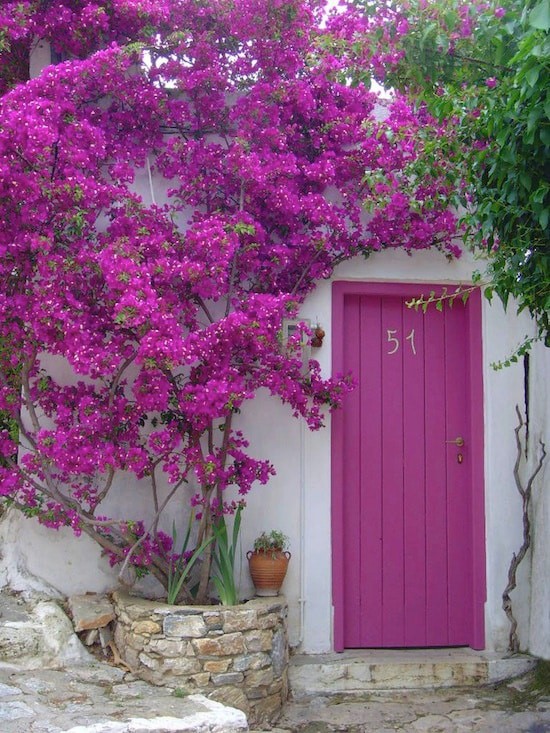 A purple that's nearly pink will satisfy any diva.