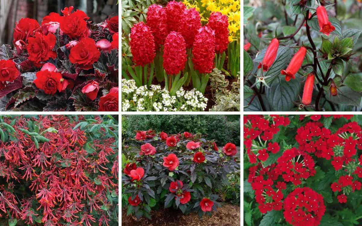 collage of red flowers for home gardens