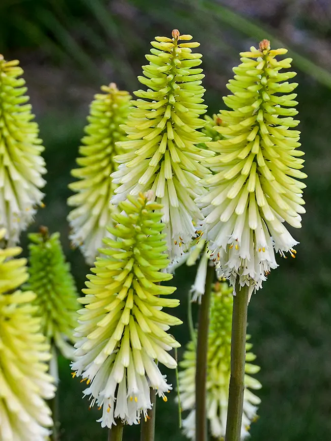23 Unique Plants with Green Flowers (with Bloom Times)