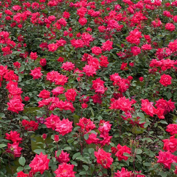 Red Double Knock Out® Rose

Rosa 'Radtko'