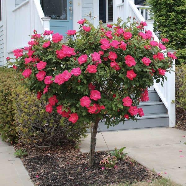 Knock Out® Rose Tree

Rosa ‘Radtko’