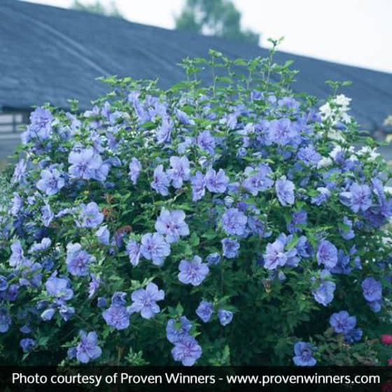 Rose of Sharon 'Blue Chiffon'