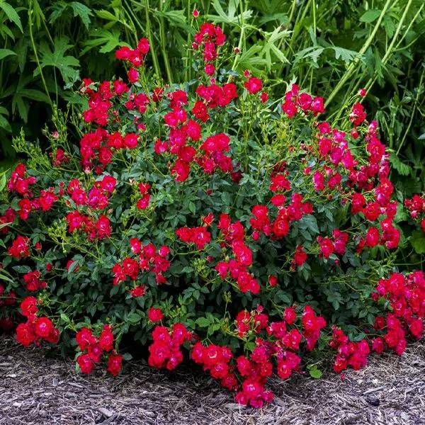 Red Drift® Groundcover Rose

Rosa 'Meigalpio'