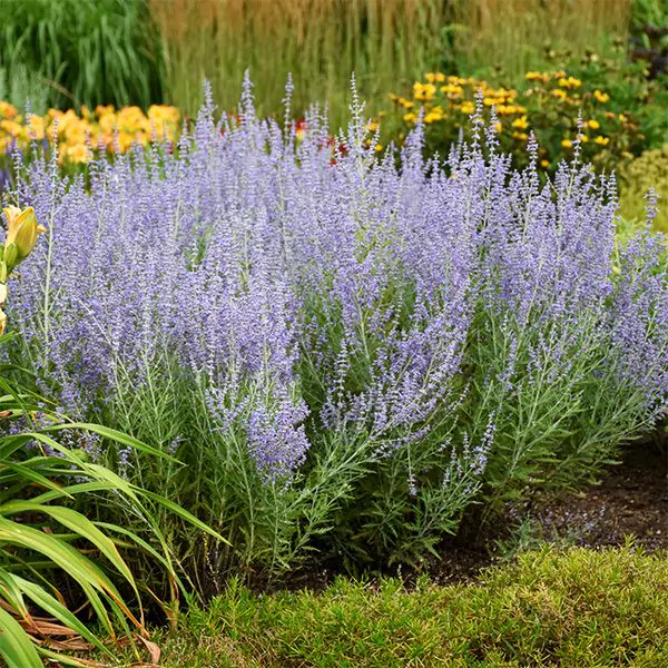 light blue wand-like flowers of russian sage