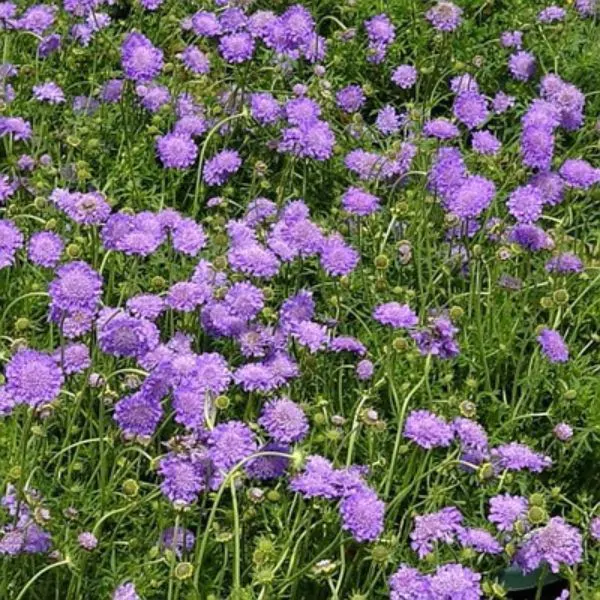 purple-blue flowers of a field of butterfly blue scabiosa