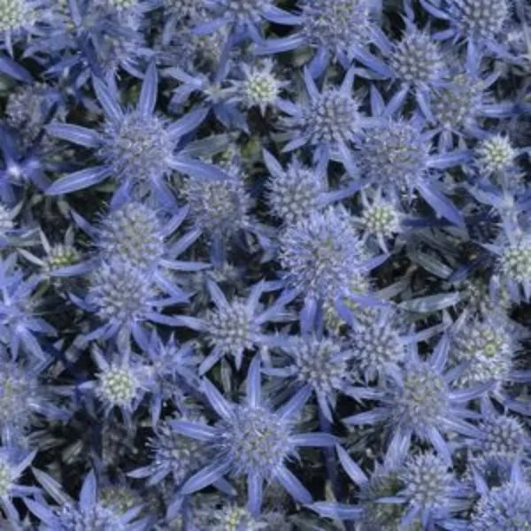 light blue spikey flowers of sea holly blue glitter