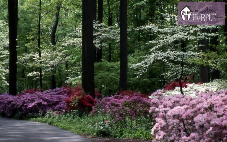 Creating Seasonal Flower and Plant Groupings